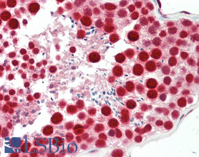 TDP-43 / TARDBP Antibody - Anti-TDP-43 / TARDBP antibody IHC staining of human testis. Immunohistochemistry of formalin-fixed, paraffin-embedded tissue after heat-induced antigen retrieval.