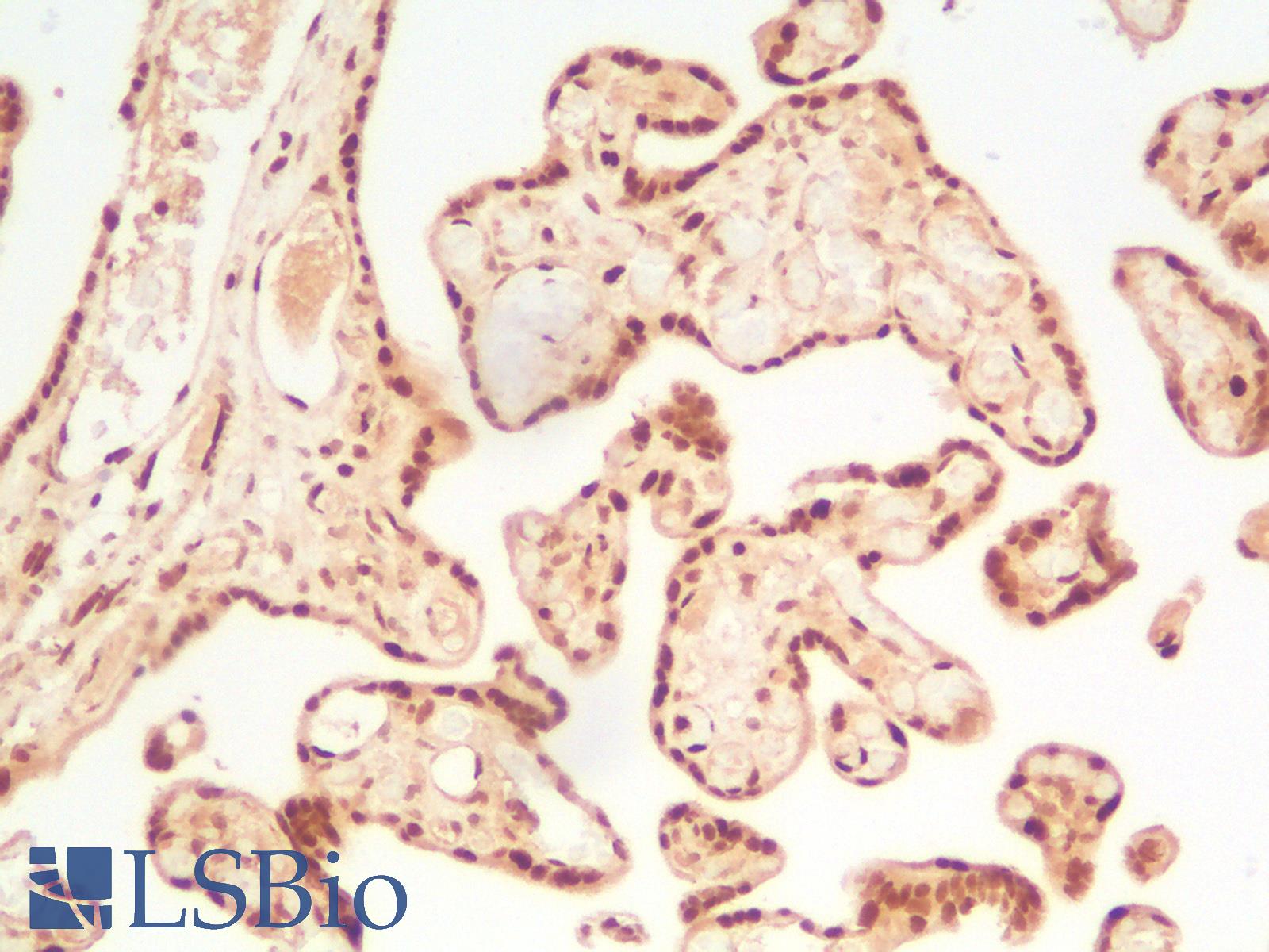 TFE3 Antibody - Human Placenta: Formalin-Fixed, Paraffin-Embedded (FFPE)