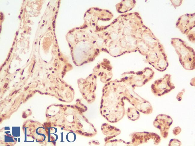 TFE3 Antibody - Human Placenta: Formalin-Fixed, Paraffin-Embedded (FFPE)