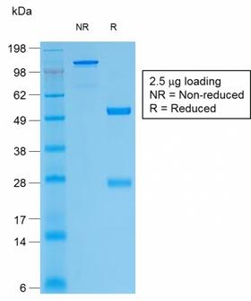 TG / Thyroglobulin Antibody - SDS-PAGE Analysis of Purified Thyroglobulin Rabbit Recombinant Monoclonal Antibody (TGB/1968R). Confirmation of Purity and Integrity of Antibody.