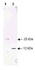 TGFB1 / TGF Beta 1 Antibody - Each lane contains 250 ng of protein under non-reducing (lane 1) and reducing conditions (lane 2). The blot was incubated with a 1:200 dilution of the antibody at room temperature for 1 h followed by detection using IRDye 800 labeled Goat-a-Rabbit IgG (H&L). IRDye 800 fluorescence image was captured using the Odyssey Infrared Imaging System developed by LI-COR.