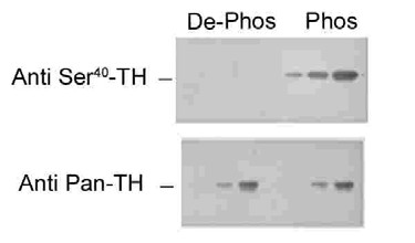 TH / Tyrosine Hydroxylase Antibody - Western blot of recombinant phospho- and dephospho-TH showing selective immunolabeling by the phospho-specific antibody of the ~60k TH phosphorylated at Ser40.