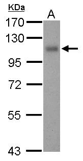 THBD / CD141 / Thrombomodulin Antibody - Sample (30 ug of whole cell lysate). A: THP-1. 7.5% SDS PAGE. CD141 / Thrombomodulin antibody diluted at 1:500.