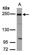 TJP1 / ZO-1 Antibody - Sample (30 ug whole cell lysate). A: H1299. 5% SDS PAGE. ZO-1 antibody diluted at 1:3000