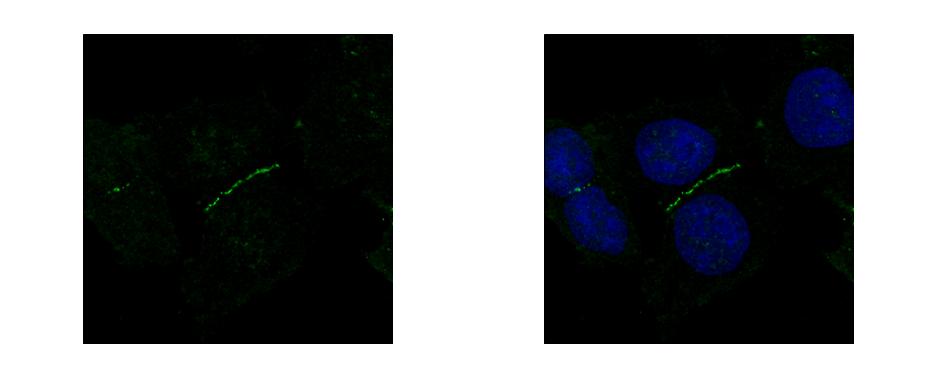 TJP1 / ZO-1 Antibody - ZO-1 antibody, N-term detects TJP1 protein at junction by confocal immunofluorescent analysis. A431 cells were fixed in 4% paraformaldehyde at RT for 15 min. TJP1 protein stained by ZO-1 antibody, N-term diluted at 1:500. 