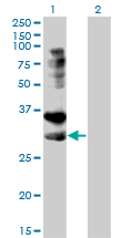 TNFRSF14 / CD270 / HVEM Antibody - Western blot of TNFRSF14 expression in transfected 293T cell line by TNFRSF14 monoclonal antibody.