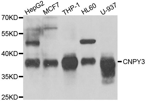 TNRC5 / CNPY3 Antibody - Western blot analysis of extracts of various cell lines.