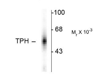 TPH1 / Tryptophan Hydroxylase Antibody - Western blot of human dorsal Raphe nucleus showing specific immunolabeling of the ~55k tryptophan hydroxylase protein.