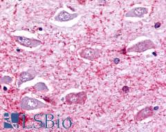 TPRA1 / GPR175 Antibody - Brain, Hippocampus CA4