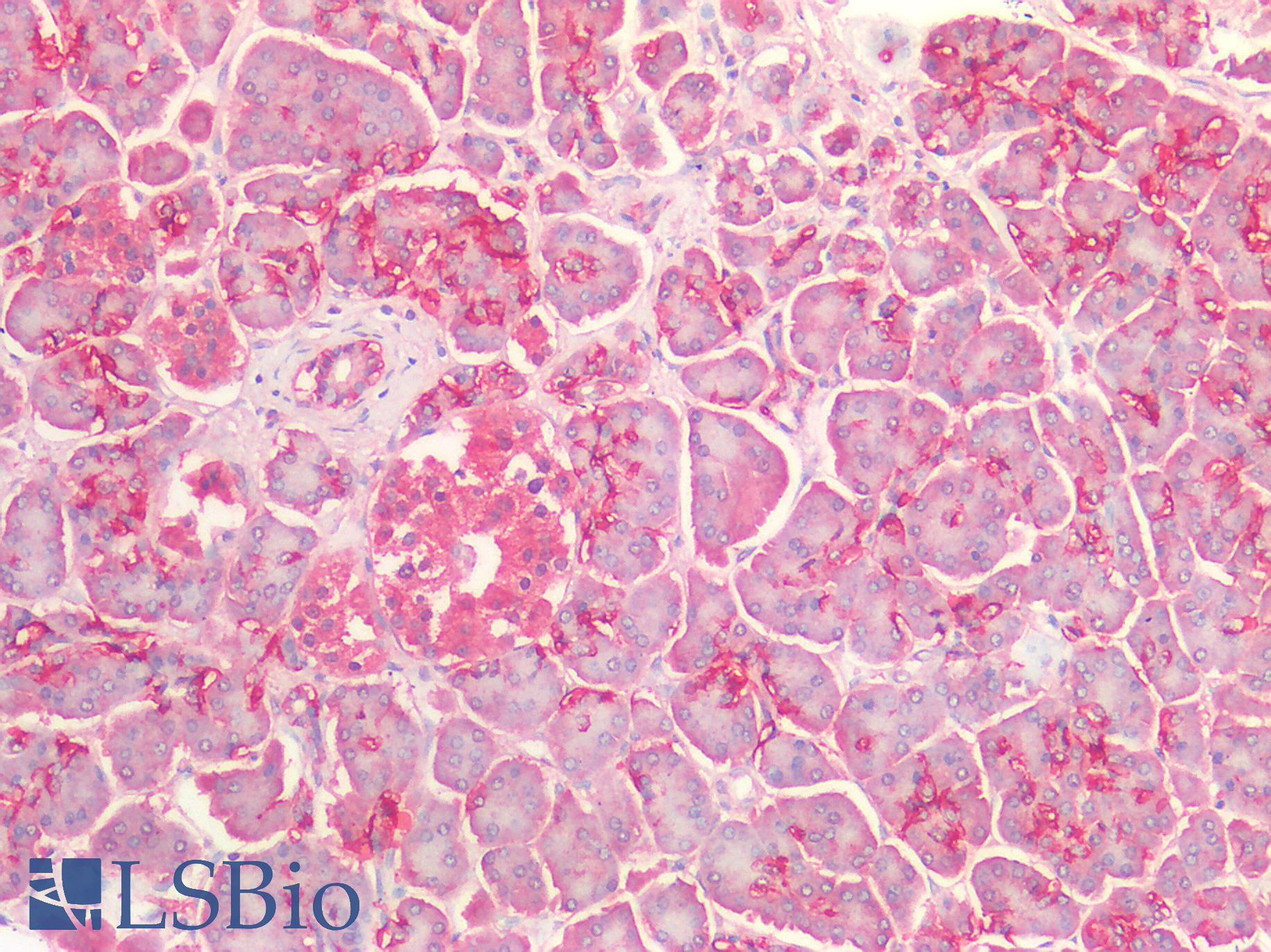 TTR / Transthyretin Antibody - Human Pancreas: Formalin-Fixed, Paraffin-Embedded (FFPE)