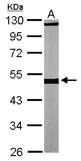 TUBB / Beta Tubulin Antibody - Sample (30 ug of whole cell lysate). A: NIH-3T3. 10% SDS PAGE. TUBB / Beta Tubulin antibody diluted at 1:1000.