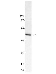 TUBB3 / Tubulin Beta 3 Antibody - WB: PC12 cell lysate was probed with anti-Tubulin, Neuronal (1g/ml)