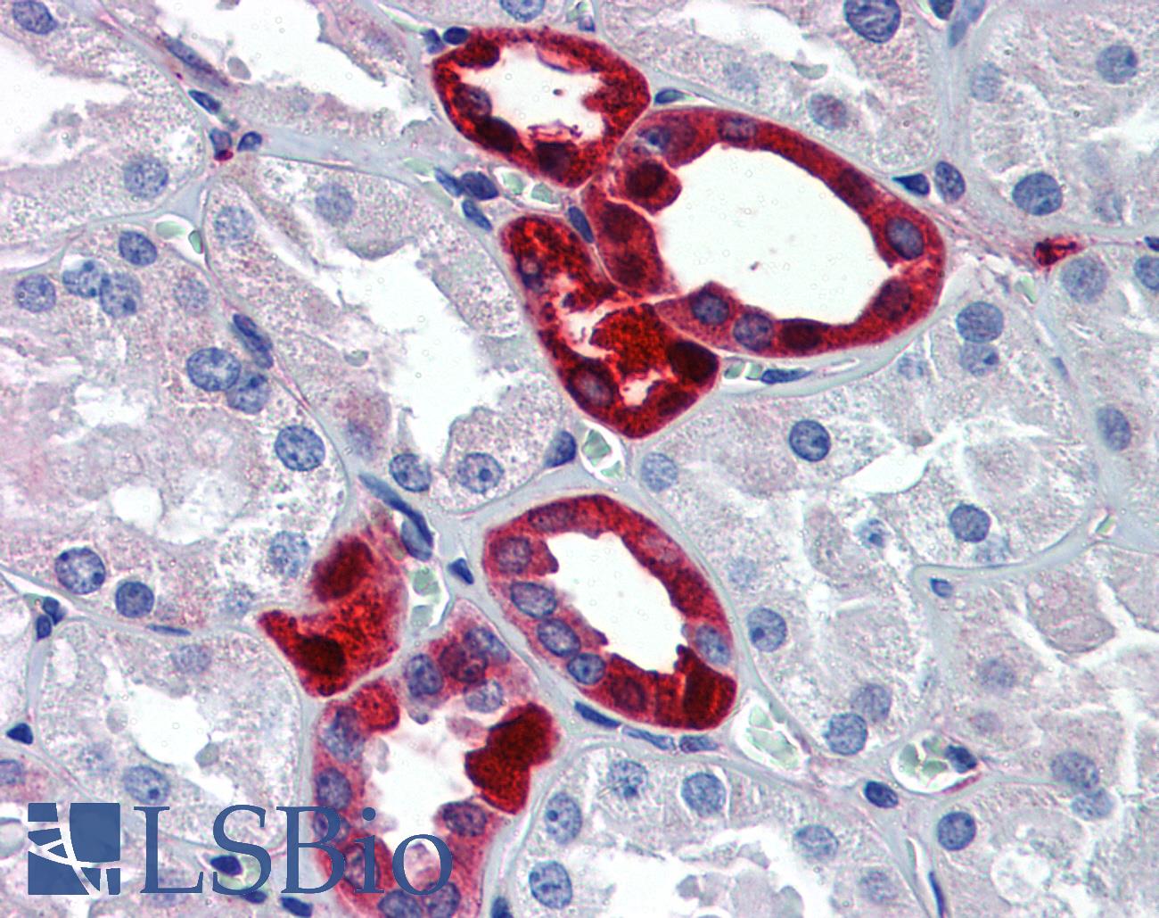 UCHL1 / PGP9.5 Antibody - Anti-UCHL1 / PGP9.5 antibody IHC of human kidney. Immunohistochemistry of formalin-fixed, paraffin-embedded tissue after heat-induced antigen retrieval. Antibody dilution 1:200.