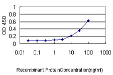 UCHL1 / PGP9.5 Antibody - Detection limit for recombinant GST tagged UCHL1 is approximately 1 ng/ml as a capture antibody.