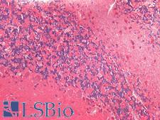 UCHL1 / PGP9.5 Antibody - Human Brain, Cerebellum: Formalin-Fixed, Paraffin-Embedded (FFPE)