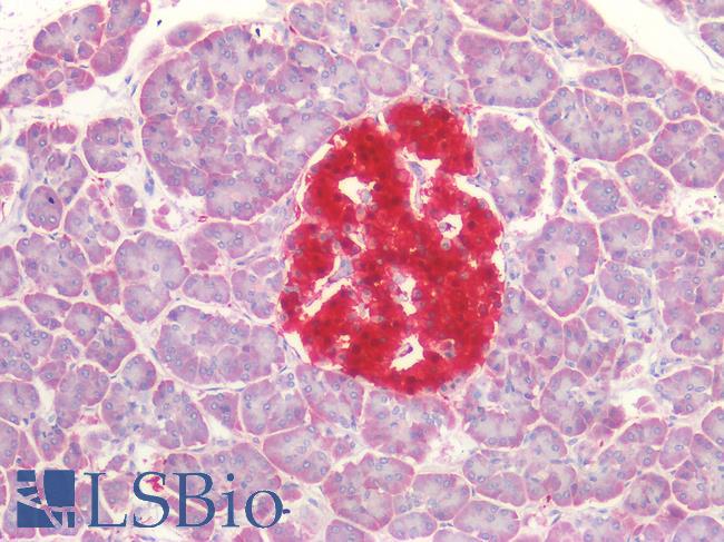 UCHL1 / PGP9.5 Antibody - Human Pancreas: Formalin-Fixed, Paraffin-Embedded (FFPE)