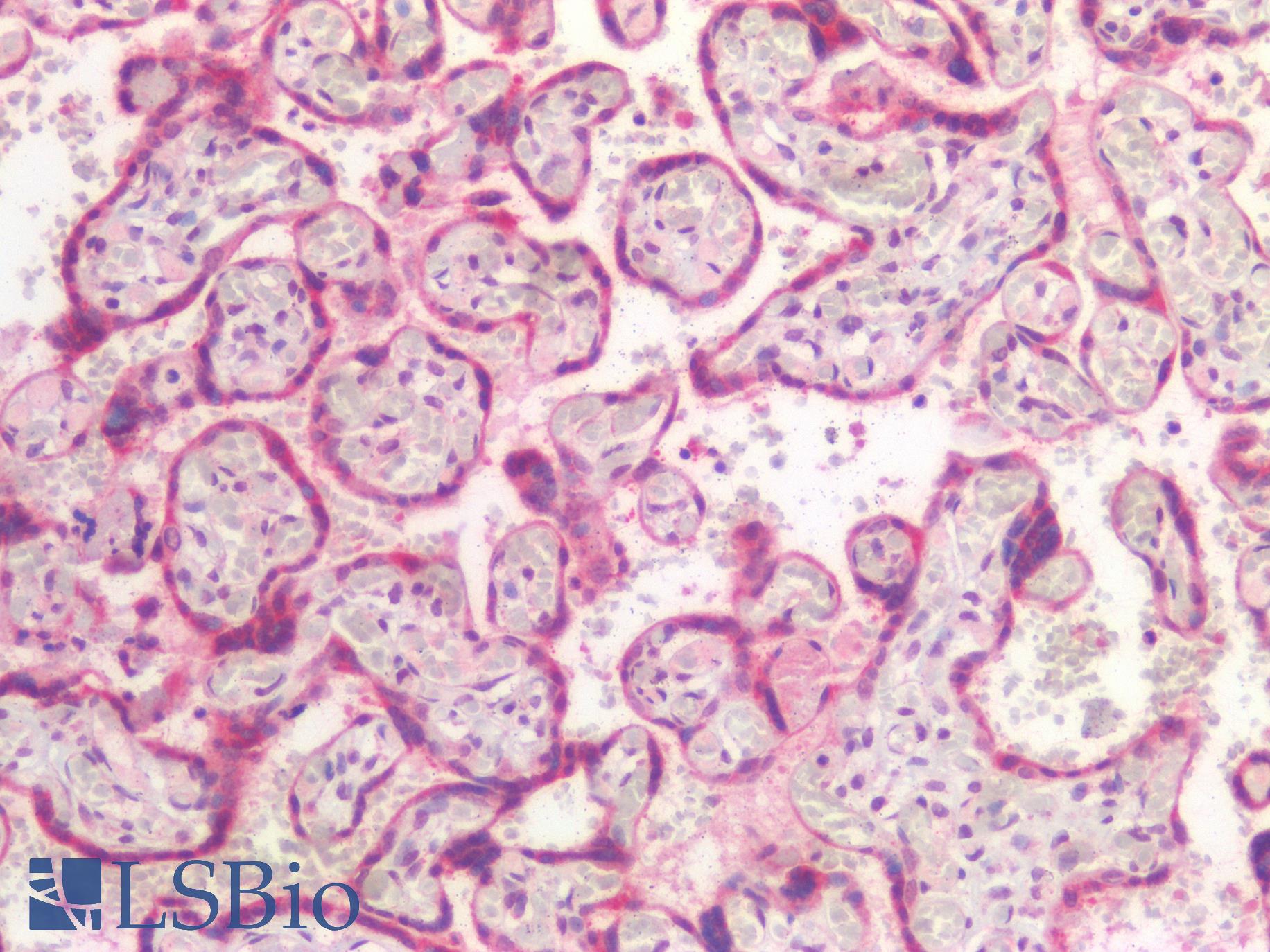 USP19 Antibody - Human Placenta: Formalin-Fixed, Paraffin-Embedded (FFPE)