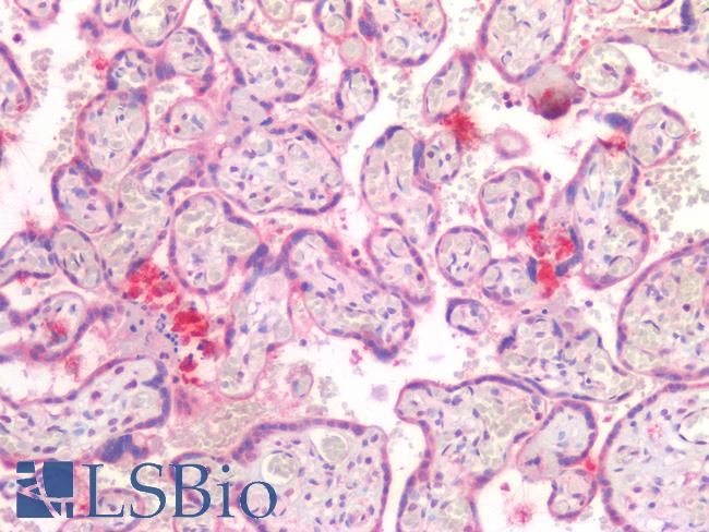 USP19 Antibody - Human Placenta: Formalin-Fixed, Paraffin-Embedded (FFPE)