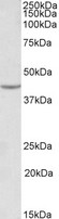 VEGFA / VEGF Antibody - VEGFA antibody (0.1 ug/ml) staining of HEK293 lysate (35 ug protein in RIPA buffer). Primary incubation was 1 hour. Detected by chemiluminescence.