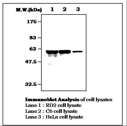 Vimentin Antibody - Immunoblot Analysis of cell lysates