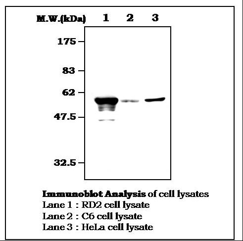 Vimentin Antibody - Immunoblot Analysis of cell Lysates