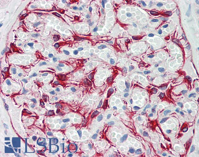 Vimentin Antibody - Human Kidney: Formalin-Fixed, Paraffin-Embedded (FFPE)