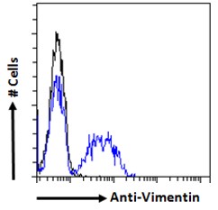Vimentin Antibody - Vimentin antibody flow cytometric analysis of paraformaldehyde fixed HeLa cells (blue line), permeabilized with 0.5% Triton. Primary incubation 1hr (10ug/ml) followed by Alexa Fluor 488 secondary antibody (0.4ug/ml). IgG control: Unimmunized goat IgG (black line) followed by Alexa Fluor 488 secondary antibody.