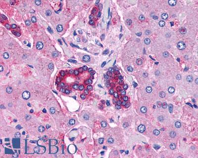 VPAC2 / VIPR2 Antibody - Anti-VIPR2 antibody IHC of human liver and bile ducts. Immunohistochemistry of formalin-fixed, paraffin-embedded tissue after heat-induced antigen retrieval.