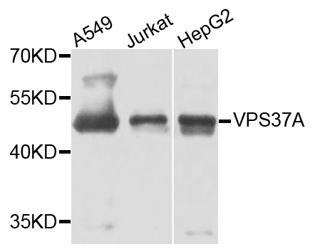VPS37A Antibody - Western blot analysis of extracts of various cells.