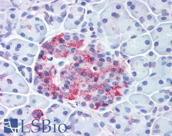 WNT10A Antibody - Anti-WNT10A antibody IHC of human pancreas, islet. Immunohistochemistry of formalin-fixed, paraffin-embedded tissue after heat-induced antigen retrieval.