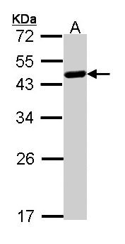 WWOX Antibody - Sample (30 ug of whole cell lysate). A: Raji. 12% SDS PAGE. WWOX antibody diluted at 1:1000. 