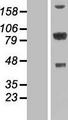 PATZ1 / PATZ Protein - Western validation with an anti-DDK antibody * L: Control HEK293 lysate R: Over-expression lysate