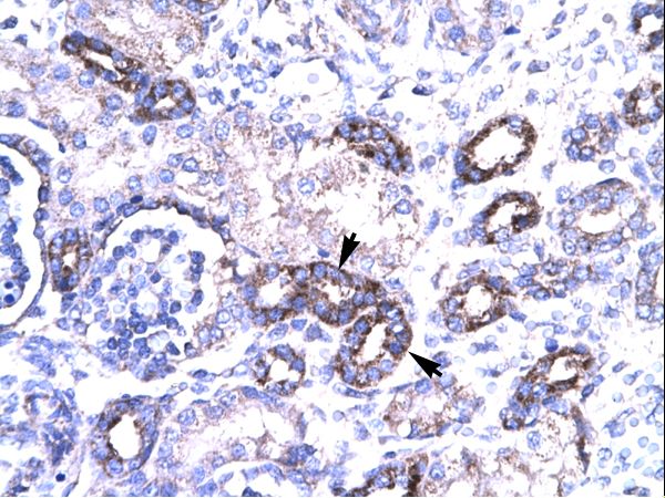 PAWR / PAR4 Antibody - PAWR / PAR4 antibody ARP32735_T100-NP_002574-PAWR (PRKC, apoptosis, WT1, regulator) Antibody was used in IHC to stain formalin-fixed, paraffin-embedded human kidney.  This image was taken for the unconjugated form of this product. Other forms have not been tested.