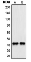 PAWR / PAR4 Antibody - Western blot analysis of PAWR expression in HeLa (A); NIH3T3 (B) whole cell lysates.