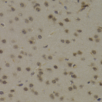 PAWR / PAR4 Antibody - Immunohistochemistry of paraffin-embedded mouse brain tissue.