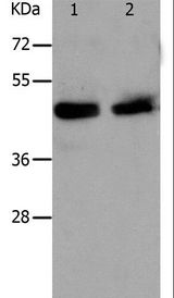 PAWR / PAR4 Antibody - Western blot analysis of HeLa and A549 cell, using PAWR Polyclonal Antibody at dilution of 1:1200.