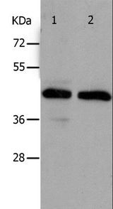 PAWR / PAR4 Antibody - Western blot analysis of HeLa and A549 cell, using PAWR Polyclonal Antibody at dilution of 1:400.