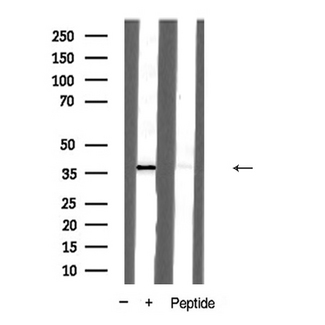 PAWR / PAR4 Antibody - Western blot analysis of Prostate Apoptosis Response protein 4 expression in NIH-3T3 cells
