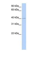 PAX1 Antibody - PAX1 antibody Western blot of 721_B cell lysate. This image was taken for the unconjugated form of this product. Other forms have not been tested.