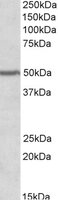PAX1 Antibody - PAX1 antibody (0.2 ug/ml) staining of Human Cerebellum lysate (35 ug protein/ml in RIPA buffer). Primary incubation was 1 hour. Detected by chemiluminescence.