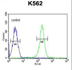 PAX1 Antibody - PAX1 Antibody flow cytometry of K562 cells (right histogram) compared to a negative control cell (left histogram). FITC-conjugated goat-anti-rabbit secondary antibodies were used for the analysis.