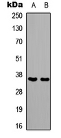 PAX1 Antibody - Western blot analysis of PAX1 expression in HEK293T (A); NIH3T3 (B) whole cell lysates.