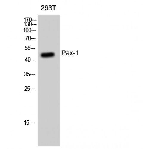 PAX1 Antibody - Western blot of Pax-1 antibody