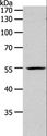 PAX1 Antibody - Western blot analysis of K562 cell, using PAX1 Polyclonal Antibody at dilution of 1:1200.