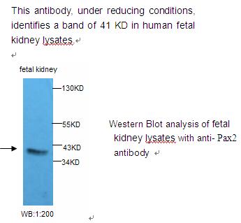 PAX2 Antibody