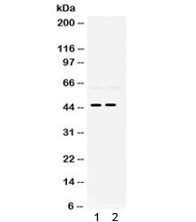 PAX2 Antibody