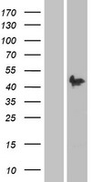 PAX2 Protein - Western validation with an anti-DDK antibody * L: Control HEK293 lysate R: Over-expression lysate