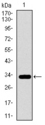 PAX3 Antibody - Western blot using PAX3 monoclonal antibody against human PAX3 recombinant protein. (Expected MW is 32.6 kDa)