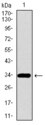 PAX3 Antibody - Western blot using PAX3 monoclonal antibody against human PAX3 recombinant protein. (Expected MW is 32.6 kDa)