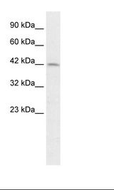 PAX3 Antibody - Fetal Liver Lysate.  This image was taken for the unconjugated form of this product. Other forms have not been tested.